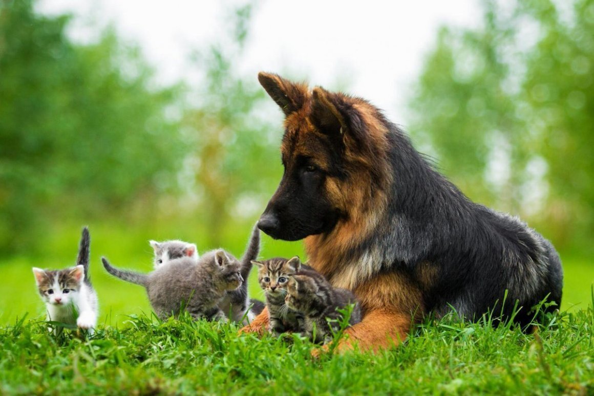 Включи кот собака. Кошки и собаки. Овчарка на природе. Животные вместе. Кошка и собака на природе.