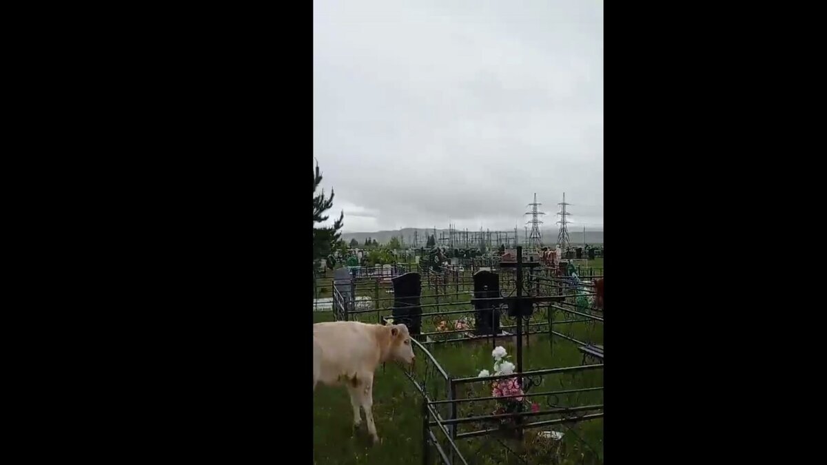    Жители поселка у станции Ербинская под Сорском жалуются на нашествие коров. Люди утверждают, что животные ломают памятники и ограждения, но никто ничего с ними не делает.