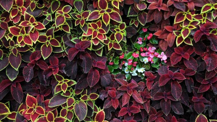    Как создать домашний мини-сад из комнатных растений? Фото: vicspacewalker, по лицензии Shutterstock.com