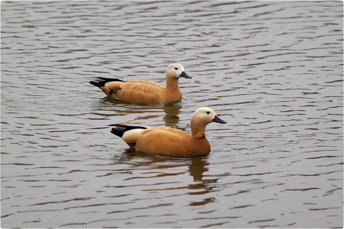 2. Огари - парочка © NickFW.ru- 20.04.2019г. 