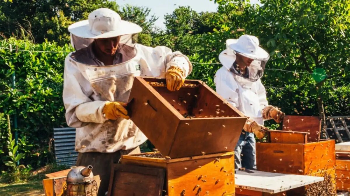 Фото:minselhozri.ru Ульи с пчёлами
