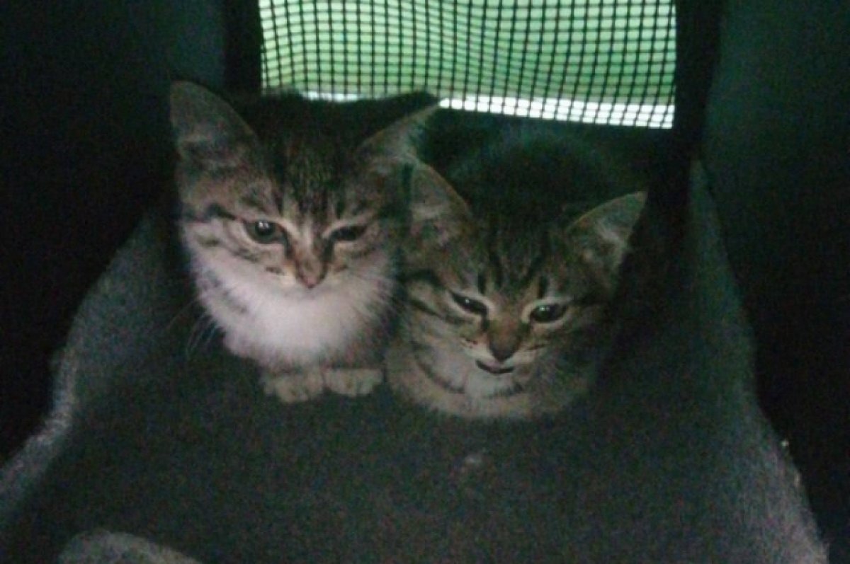    Красноярские полицейские спасли котят из запертого гаража на ул. Новая