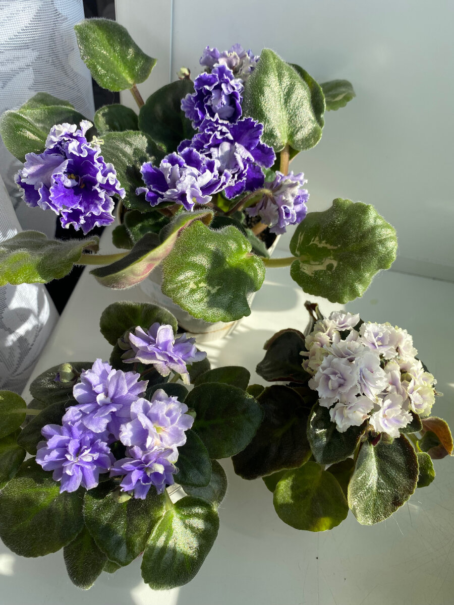 РС-Виконт, Н-Адам (слева), Boo Man (слева)