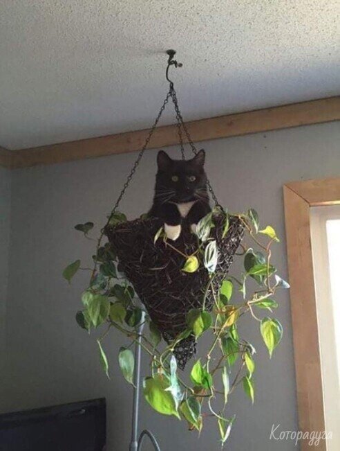 Источник: pinterest.com