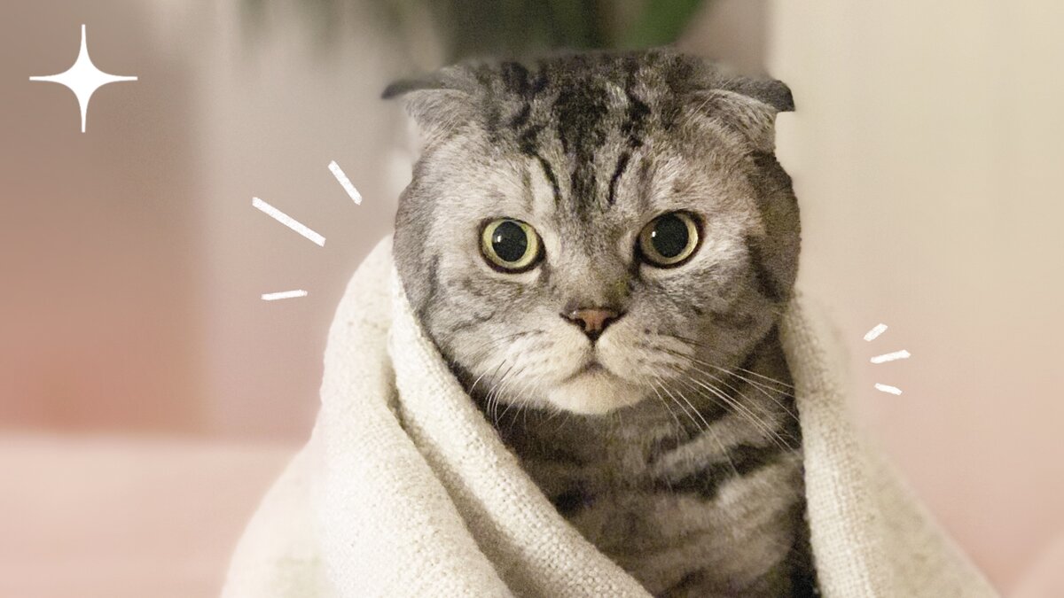 Ники кот. Ники с котиками. Никнейм кошка. Котики Ники аппе