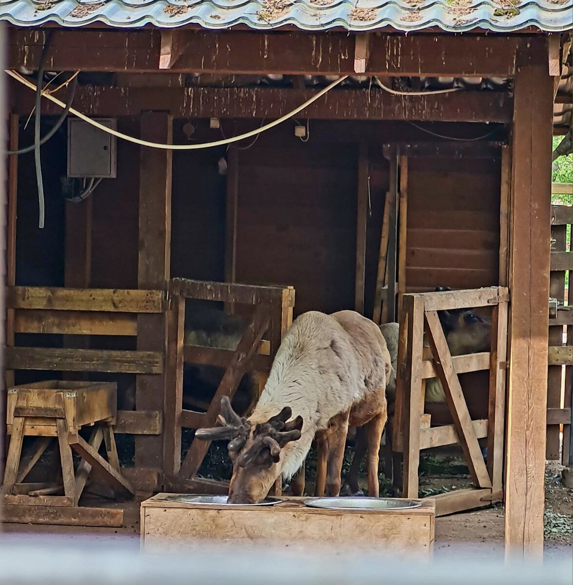 В мини-зоопарке.