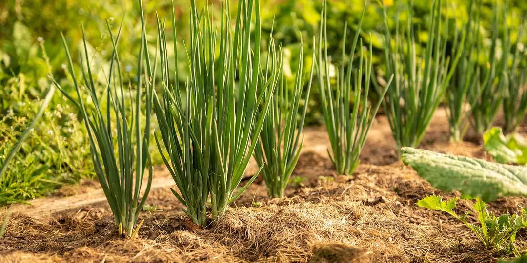 Лучшие способы борьбы с луковой мухой