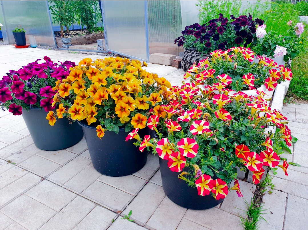 В мамином саду. Раньше я думал, что такие кусты петуний быть не могут