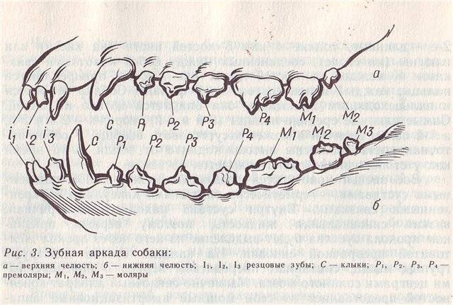 На фото представлен рисунок верхней и нижней челюсти собаки с коренными зубами. 