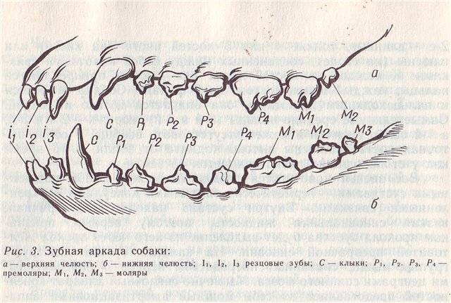 Возраст щенка по зубам в картинках