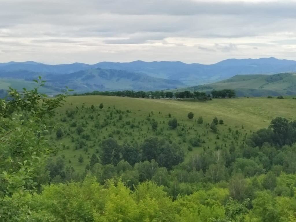 Алтайский рос