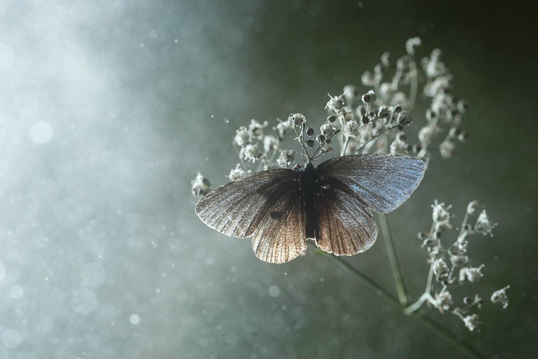 На цветок летит мотылек. Бабочка белая. Мотылёк насекомое. Ночная бабочка. Мотылек в полете.