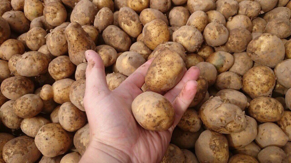 Какую картошку отбираем на семена. 3 важных признака отличной урожайности