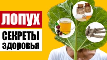 Лопух у нас под ногами: великолепная жизненная сила сорняка, как он действует на организм