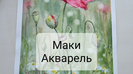 Маки. Акварель