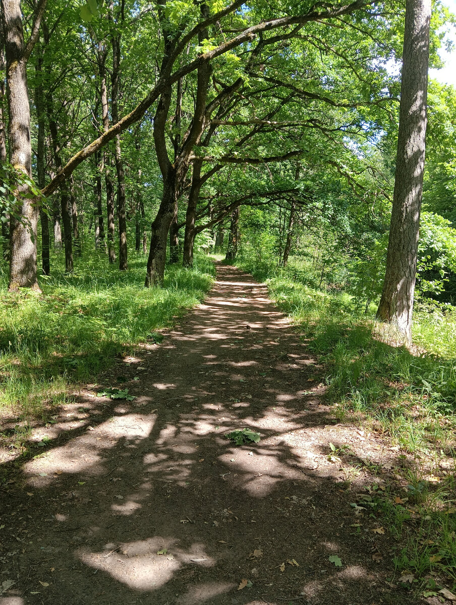 Аллеи парка 