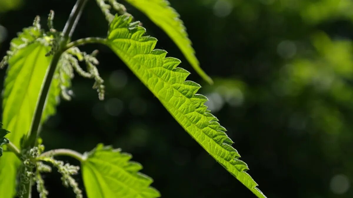 Крапивное заговенье – это последний день, когда из растения можно сварить щи. Считается, что после 11 июля оно перестает быть «молодым» и переходит в другую «возрастную» категорию.Фото: pxhere.com