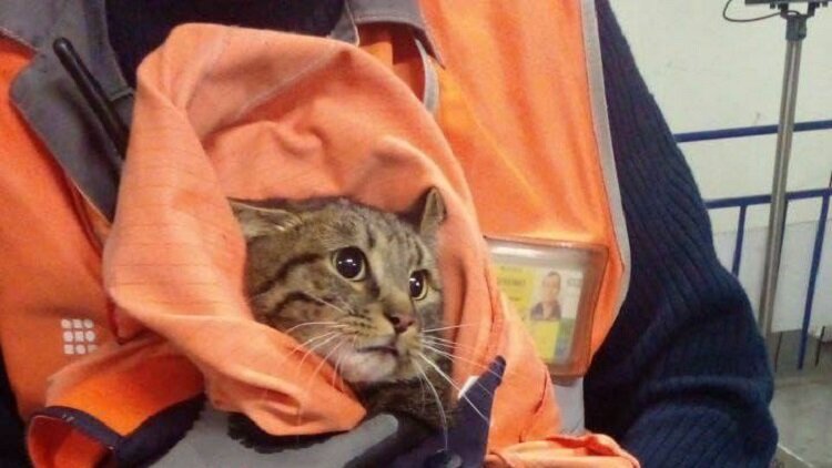    Кот, сбежавший в аэропорту Внуково