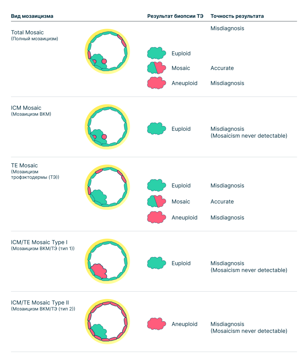 мозаичный эмбрион