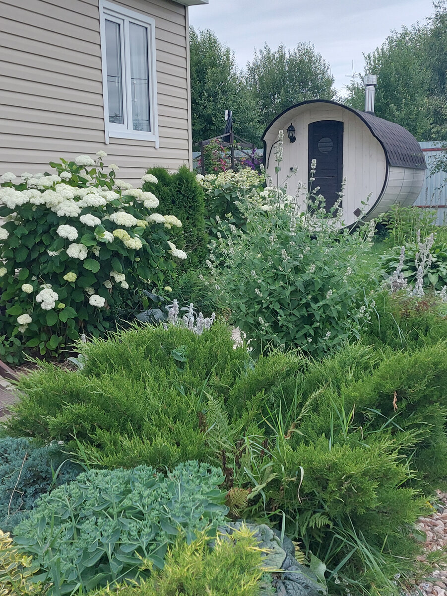 Котовник среди можжевельников, выше гортензии вымахал