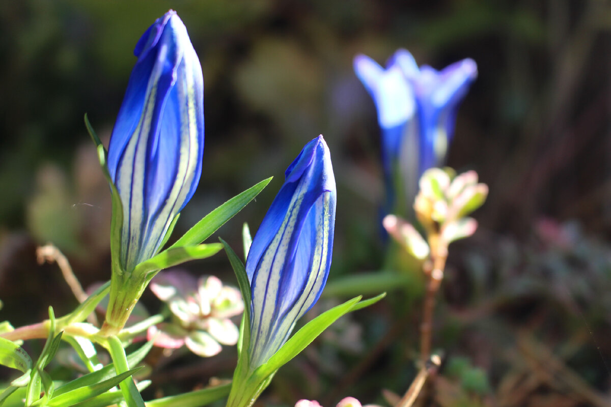 Самые синие-синие цветы в моем саду | Сад под Петербургом | Дзен
