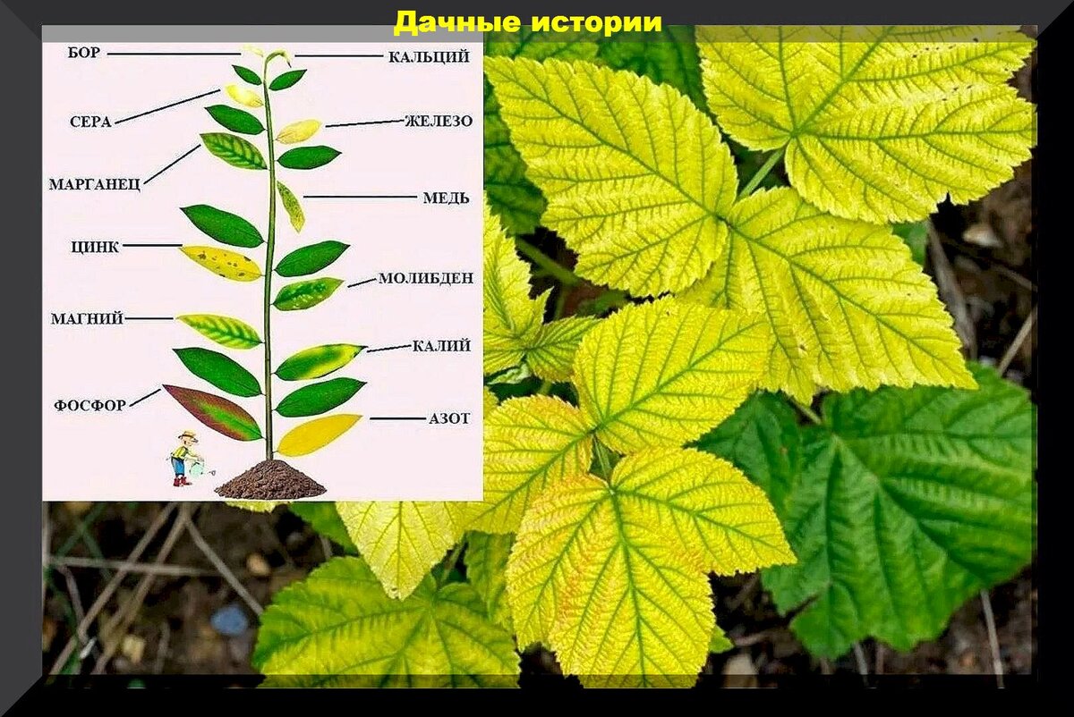 Удобрения и добавки в грунт: даем советы, разбираем агротехнику, подробно  отвечаем на вопросы дачников | Дачные истории | Дзен