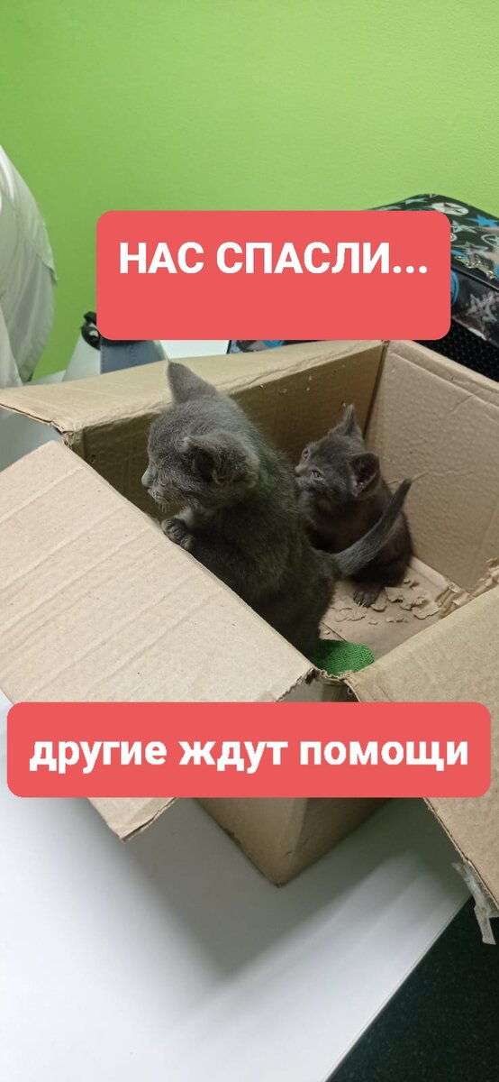 Котята подкинутые в автосервис