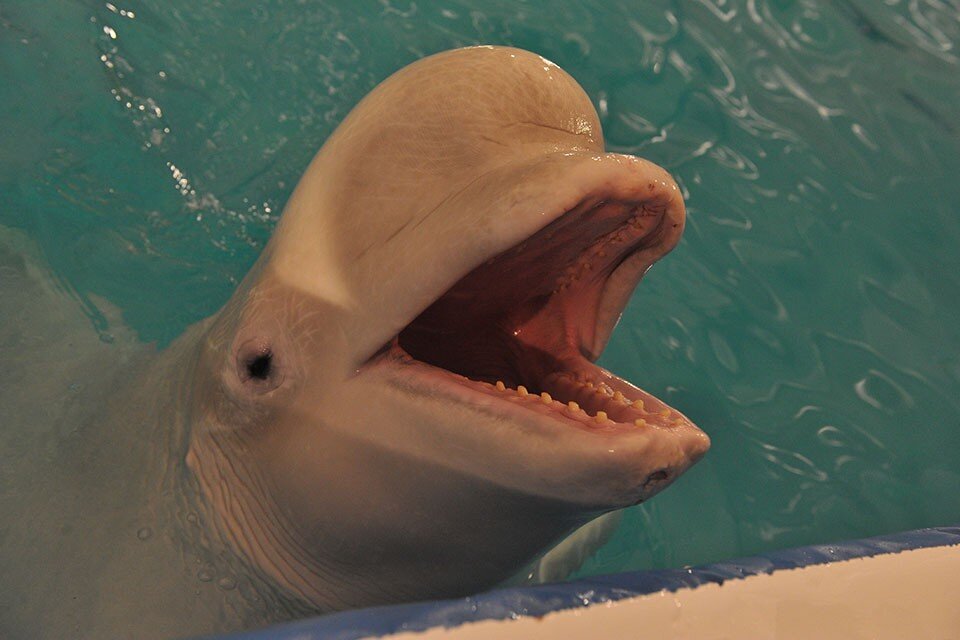     Животных встретили в Славянском заливе Хасанского района. Владимир ВЕЛЕНГУРИН