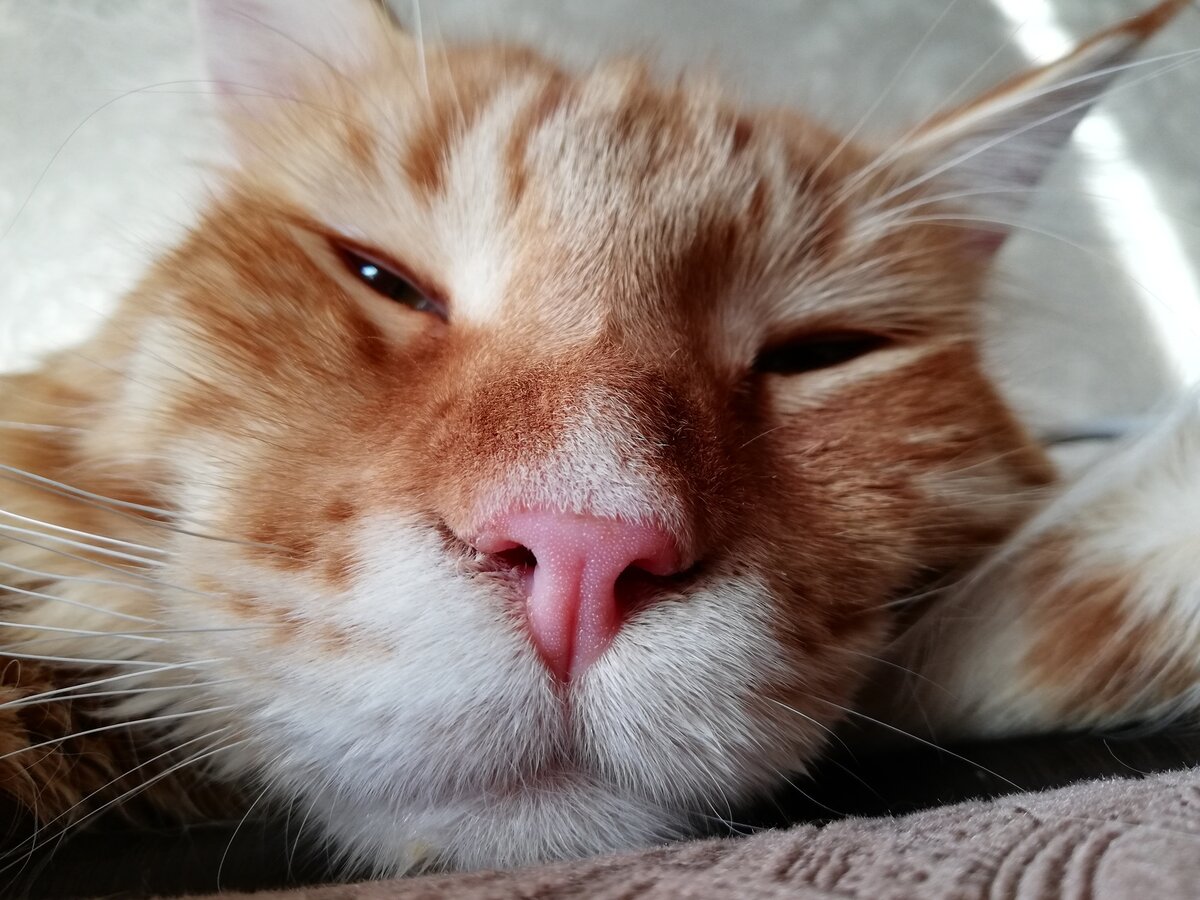 яндекс фото