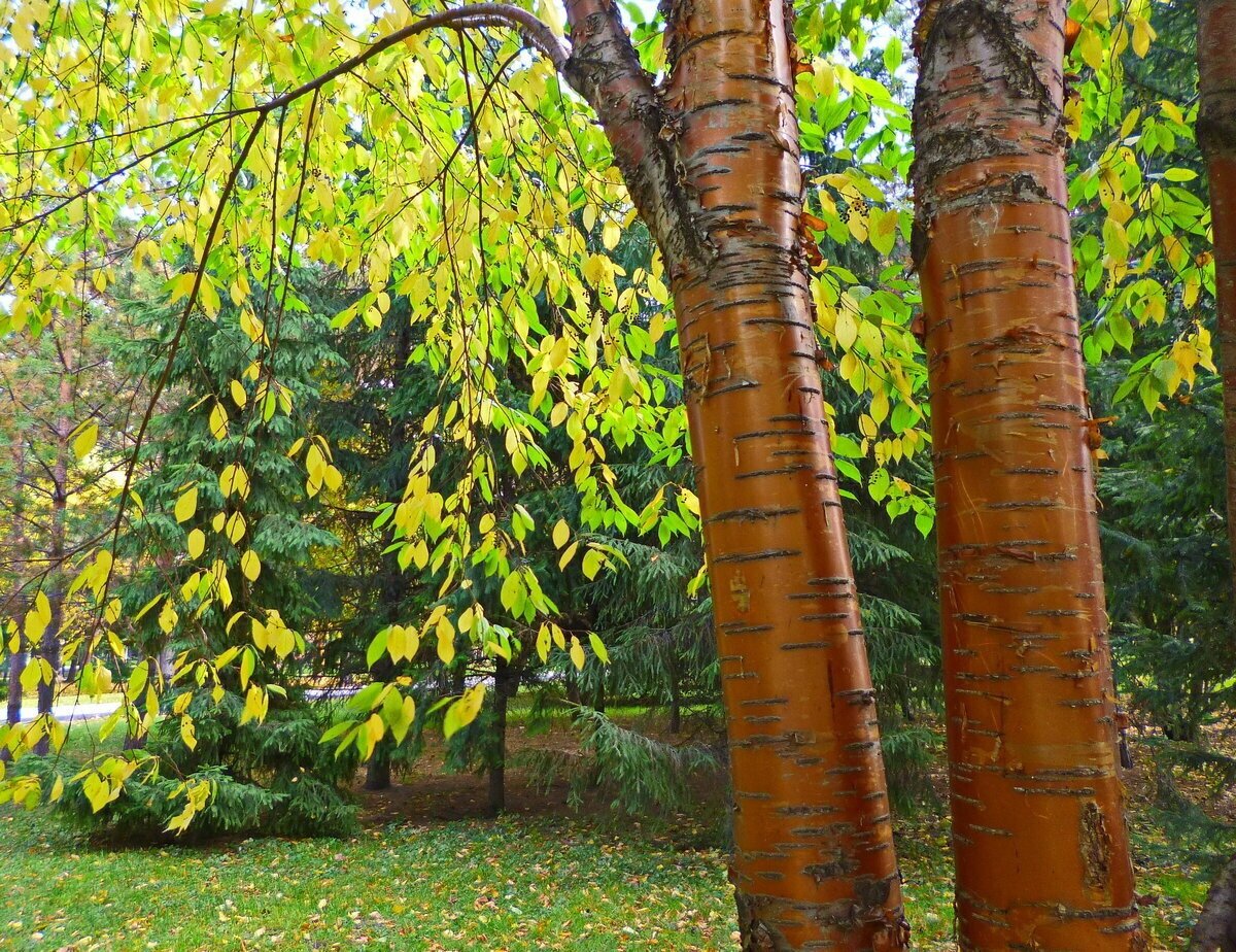 Береза Максимовича Betula maximowicziana