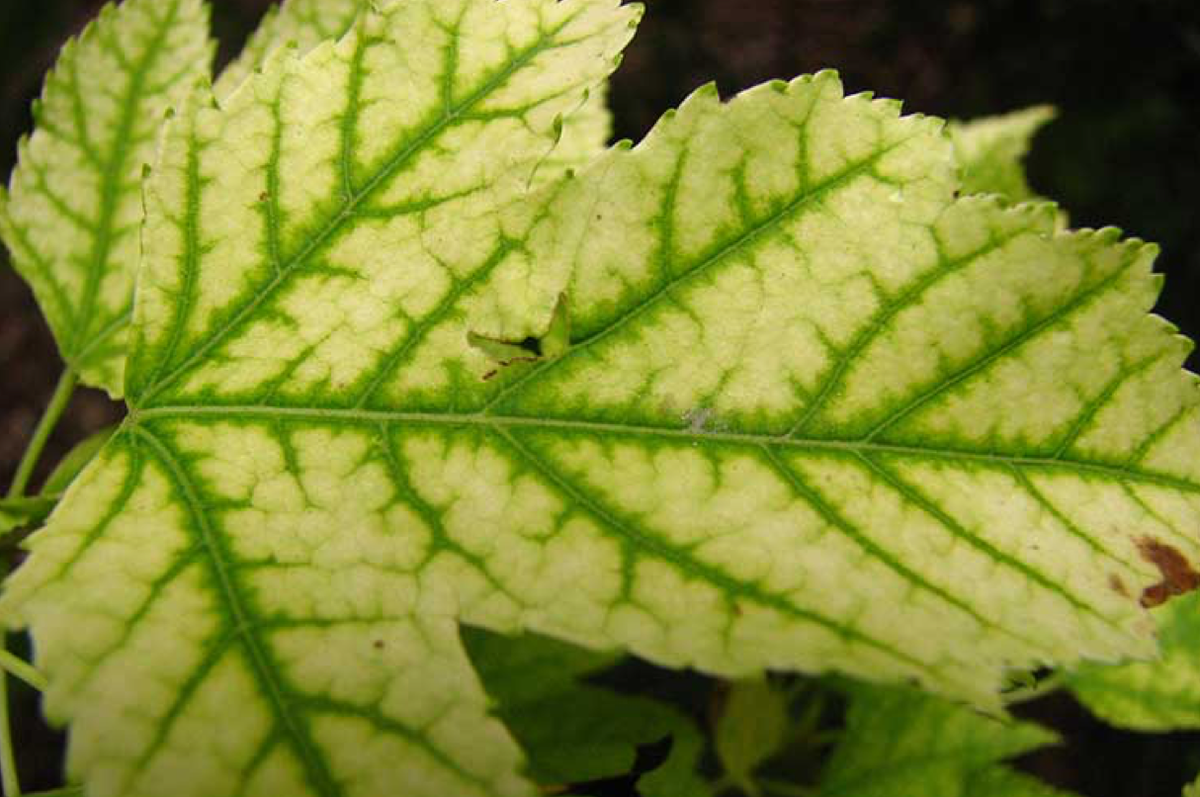 Бледно зеленый цвет листьев. Краевой хлороз. Магниевый хлороз. Междужилковый хлороз. Хлороз жасмина.