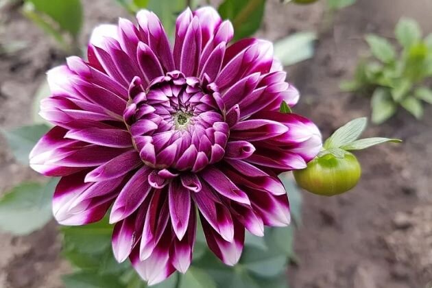 время высаживать георгины