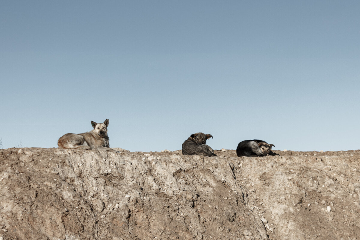   Фото: istockphoto.com / Daniil Dubov