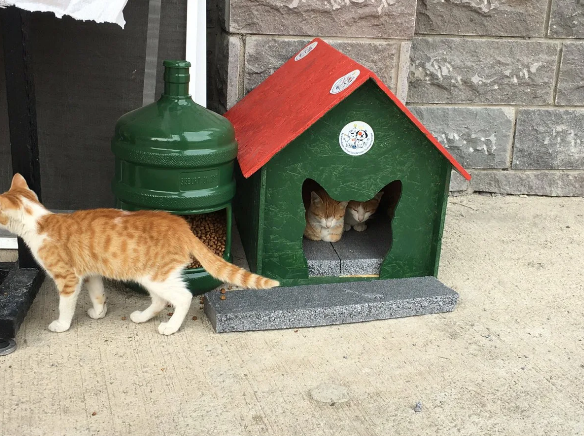 Вот мой любимый домик, ярдом целая бутыль с кормом, покрашенная в тон