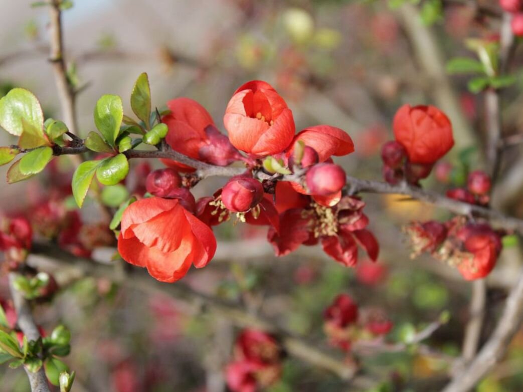 Обрезка айвы японской. Цветы и тернии. Цветут ли тернии. How looks a Pink flowering Thorn.