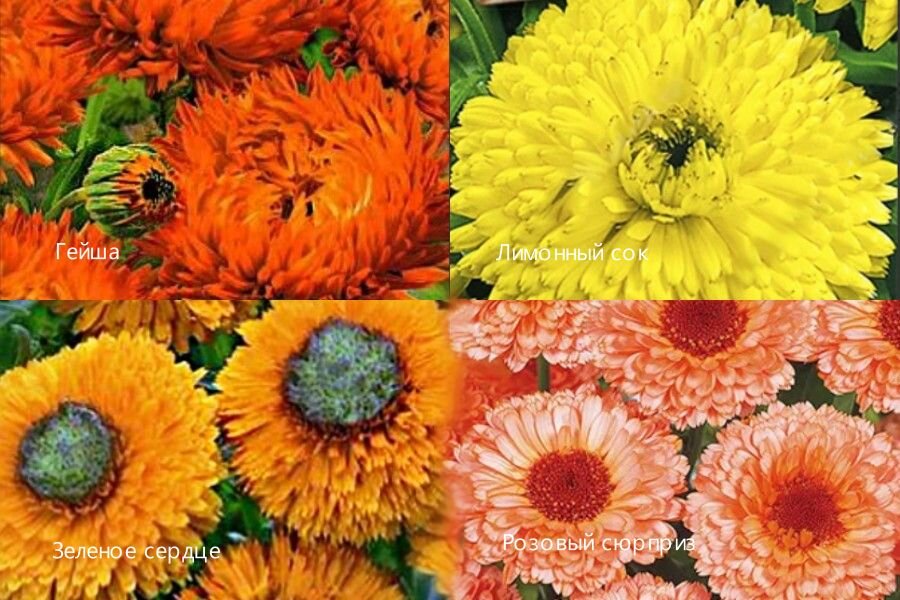 Календула или Ноготки.