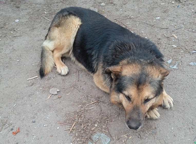 Собака ждала