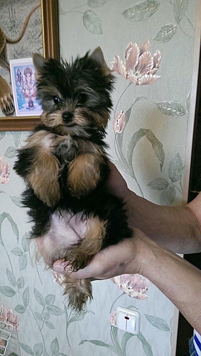 Первое фото от заводчика . 