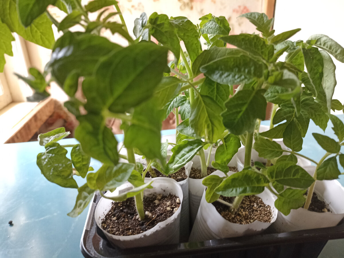 Рассада томатов ждет пересадки в лунки с гидогелем. Фото автора