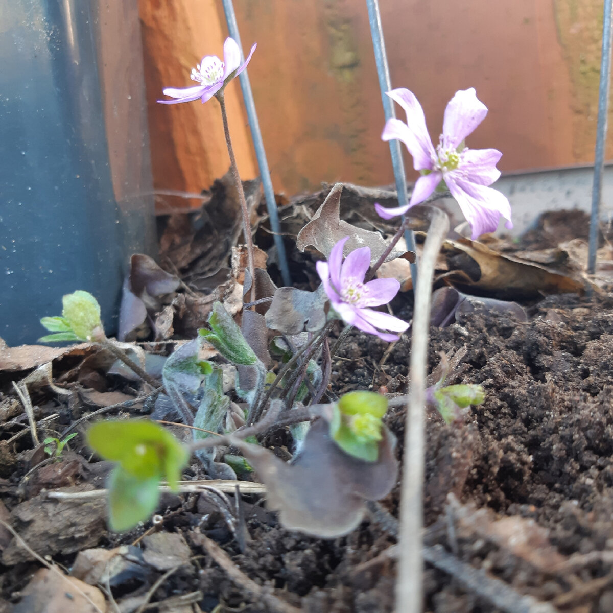 Печеночница благородная розовая (Hepatica nobilis Rosea