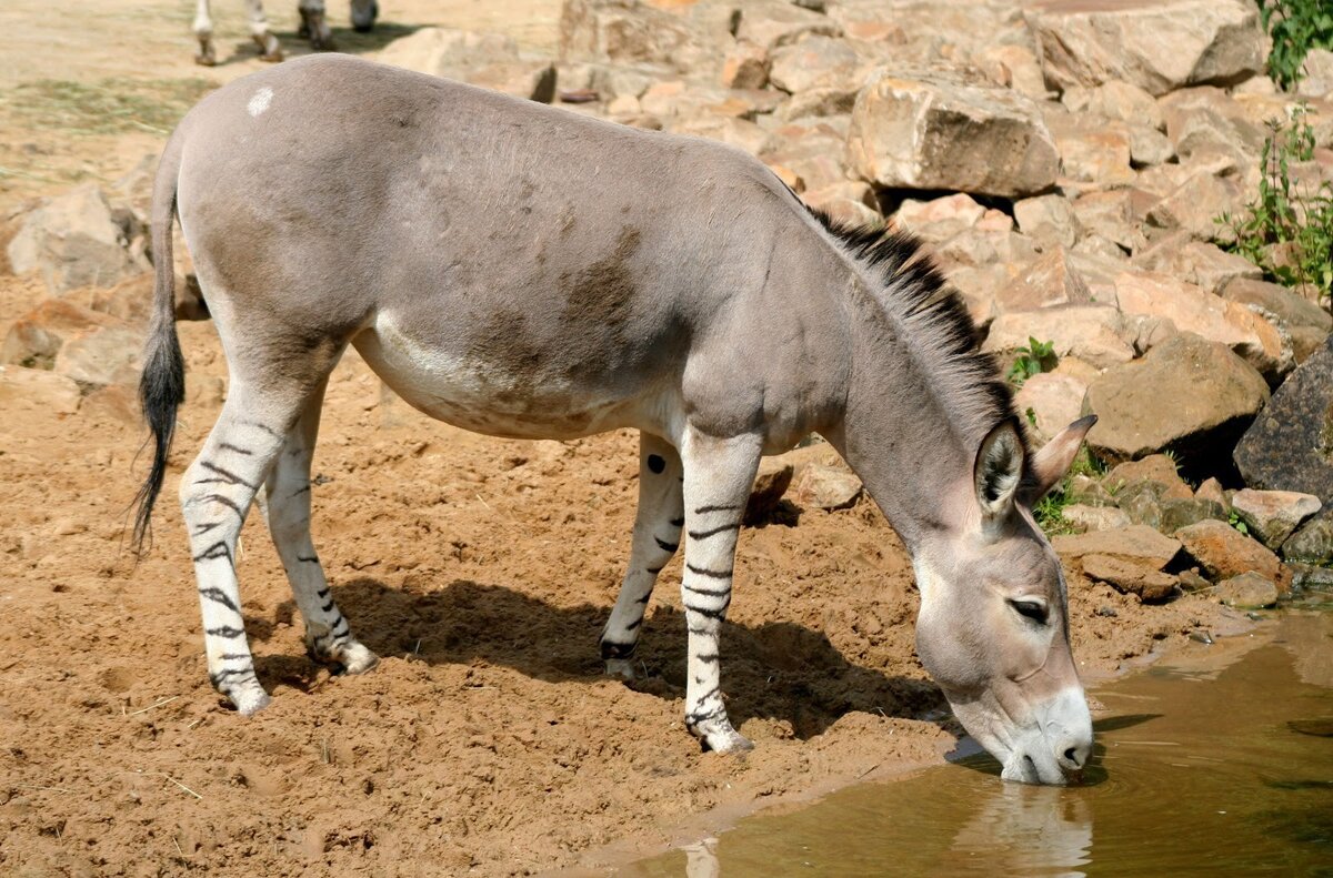 Дикий осёл. Источник: web-zoopark.ru