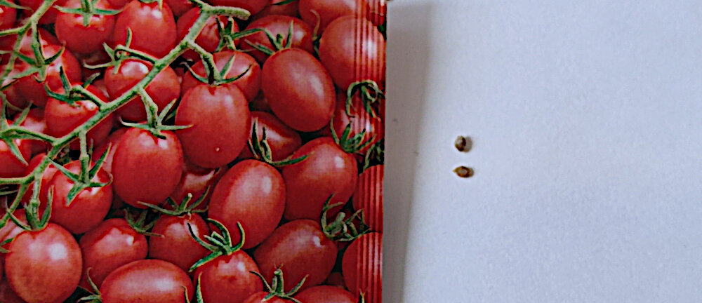 #томат "Кнопка", #семенатомата