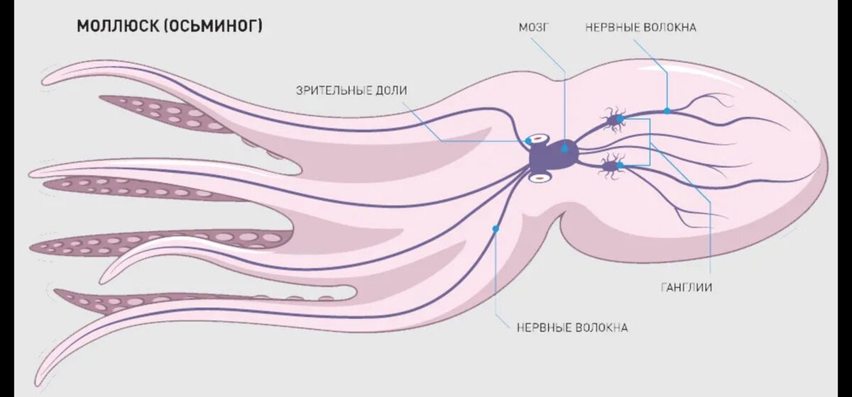 строение кровеносной системы головоногих моллюсков. схема нервной системы головоногих моллюсков. нервная система головоногих моллюсков 7 класс. головоногие моллюски нервная система. строение нервной системы головоногих моллюсков.