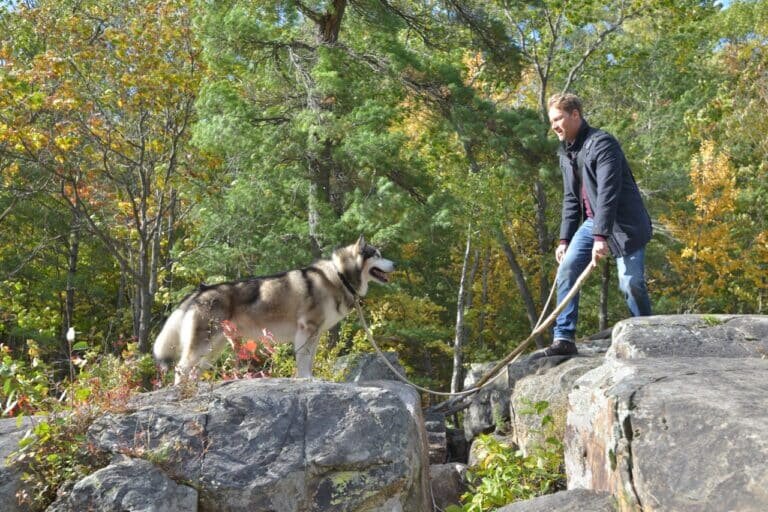    Прогулка с псом может кончиться травмой / © Hero Dog: The Journey Home