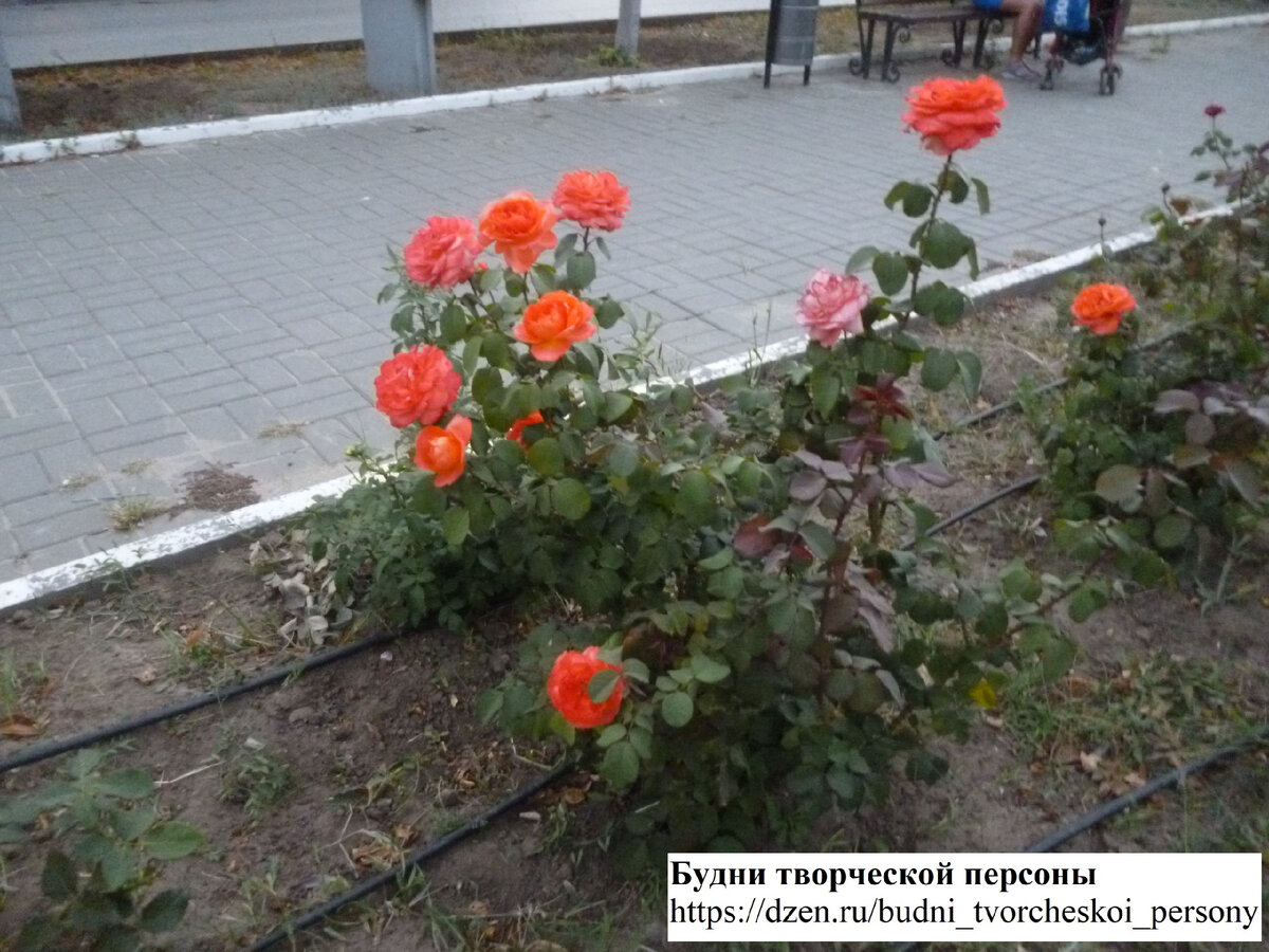 Клумба с розовыми кустами на Аллее Славы в Волгограде