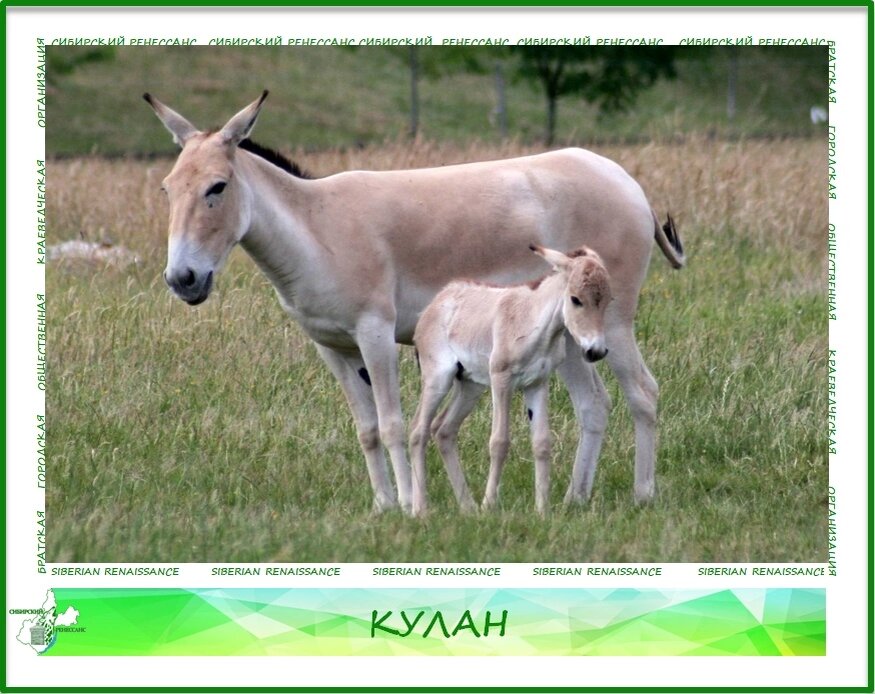 Кулан отряд. Сирийский Кулан. Онагр осел. Бадхызский заповедник Кулан. Кулан животное.