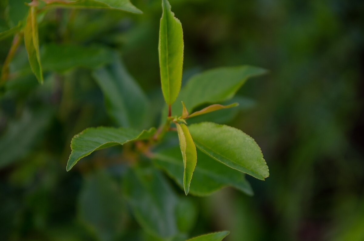    Если вишня не цветет, стоит проверить, куда и как вы ее посадили