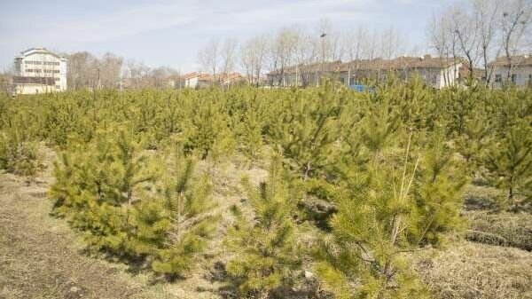     В этом году специалисты «Горзеленстроя» высадят в Хабаровске более двух тысяч деревьев и почти две тысячи кустарников. Немалая часть из них хвойные.