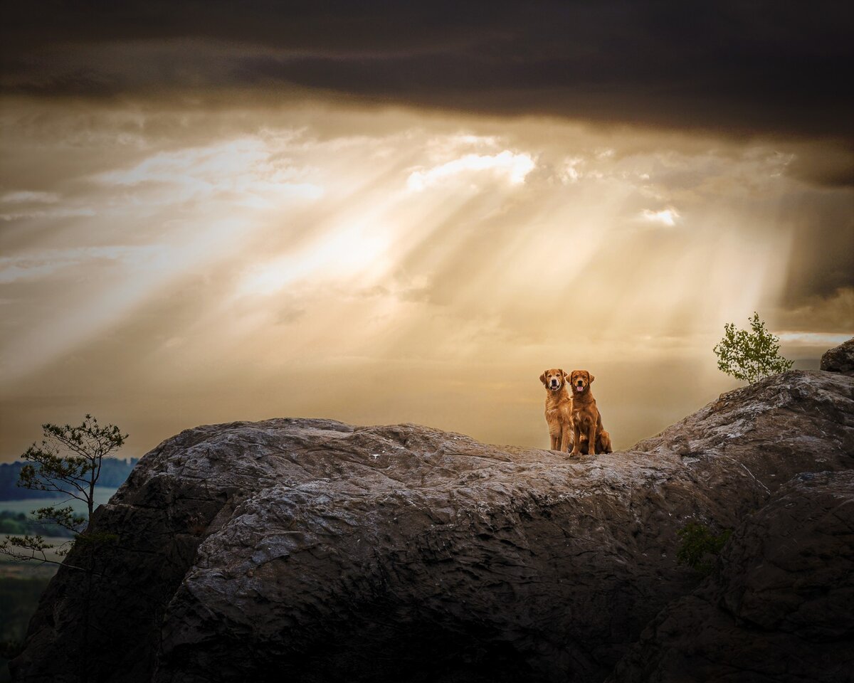 © Mandy Köhler.
Финалист в категории «Портрет и пейзаж» | Dog Photography Awards'2022