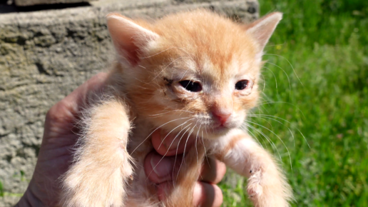 Маленький мальчик у себя в огороде нашел маленького котенка. Пришел ...